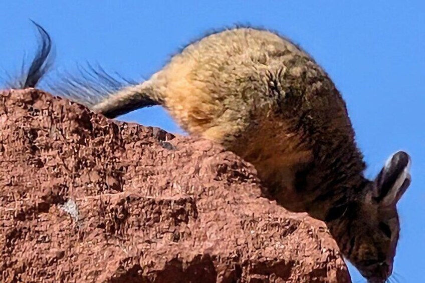 Private Tour of the Hidden Desert San Pedro de Atacama