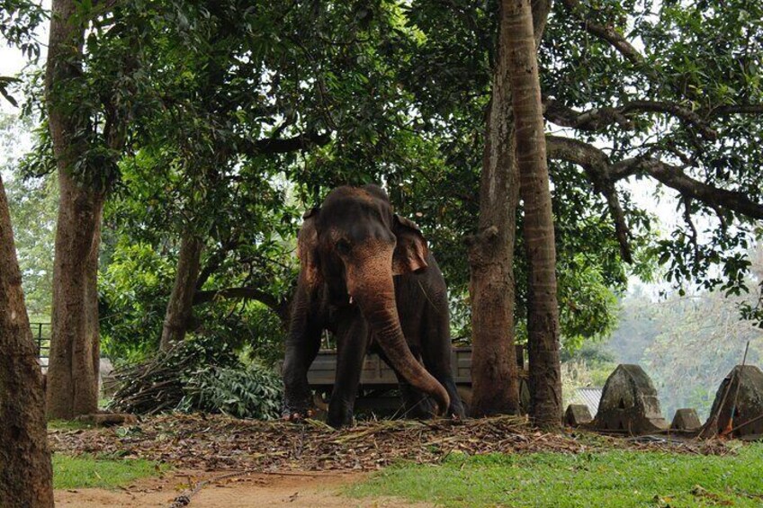 Sri Lanka Natural Explorer 14 Days All Inclusive Tour