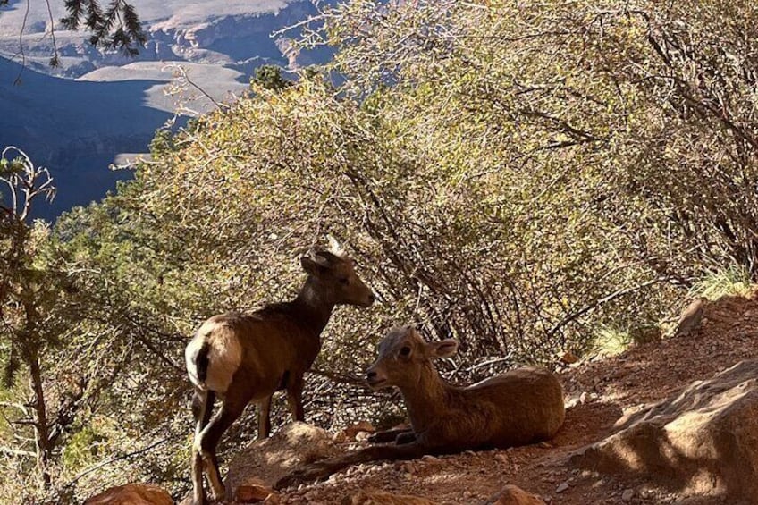 Grand Canyon South Kaibab Day Hike