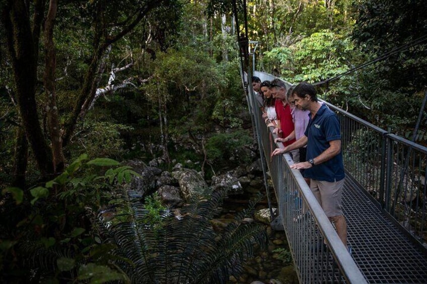 Half Day Tour to Daintree Rainforest and Mossman Gorge