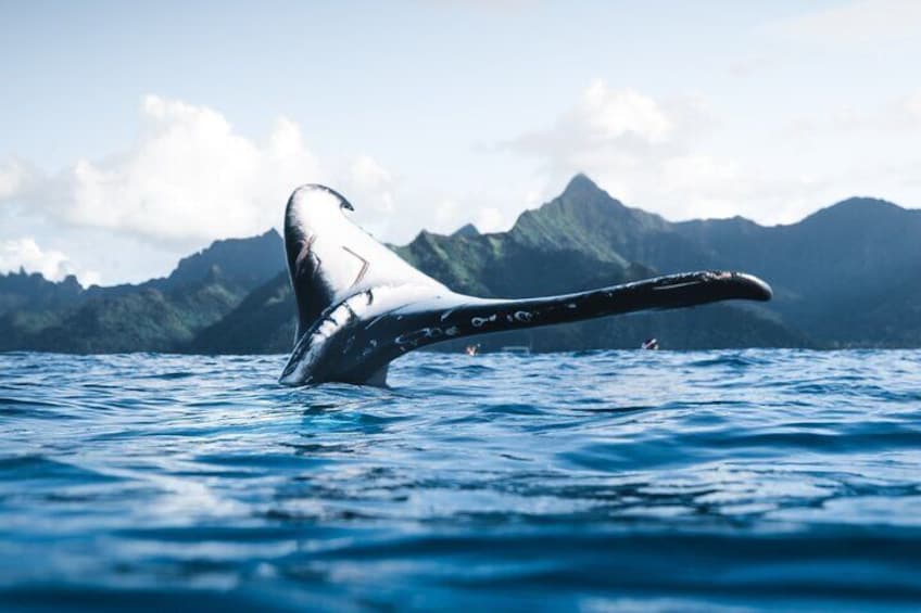 Beautiful whale tail!