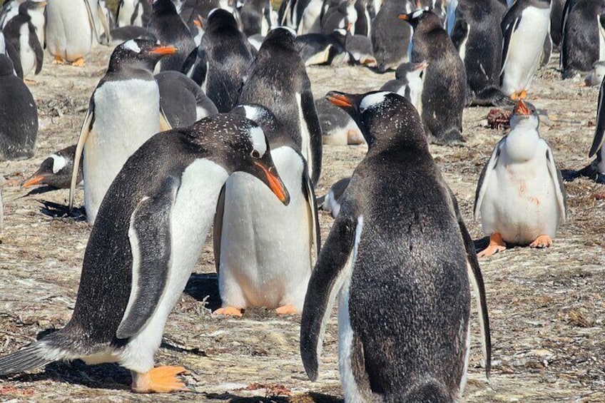 Falkland Islands Stanley Private 4x4 Full Day Tour