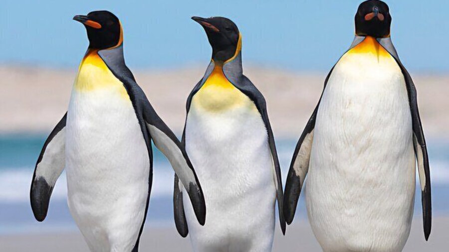 Falkland Islands Stanley Private 4x4 Full Day Tour