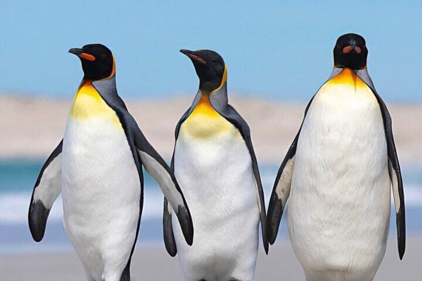 Falkland Islands Stanley Private 4x4 Full Day Tour