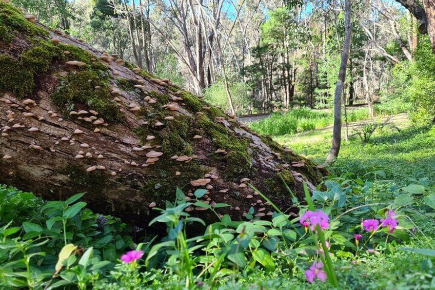 Dwellingup Trains, Trails & Woodfired Delights Full Day Tour