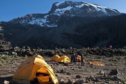 Kilimanjaro Full Day Trek 通過馬夏姆路線