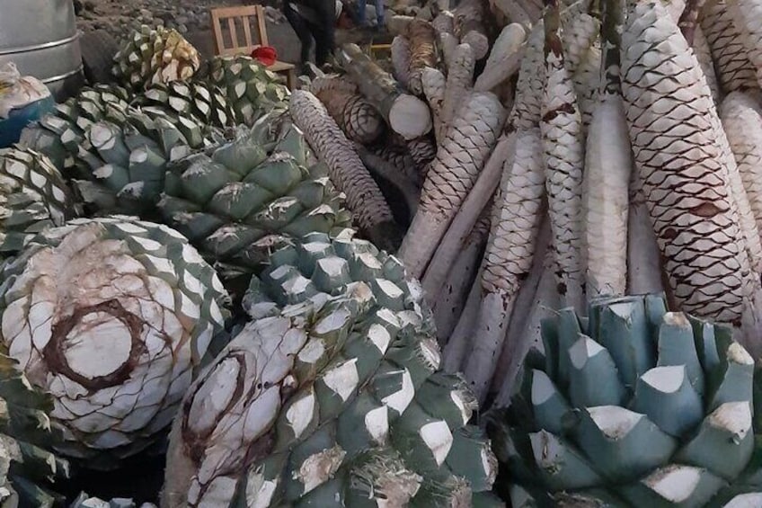 Maguey 