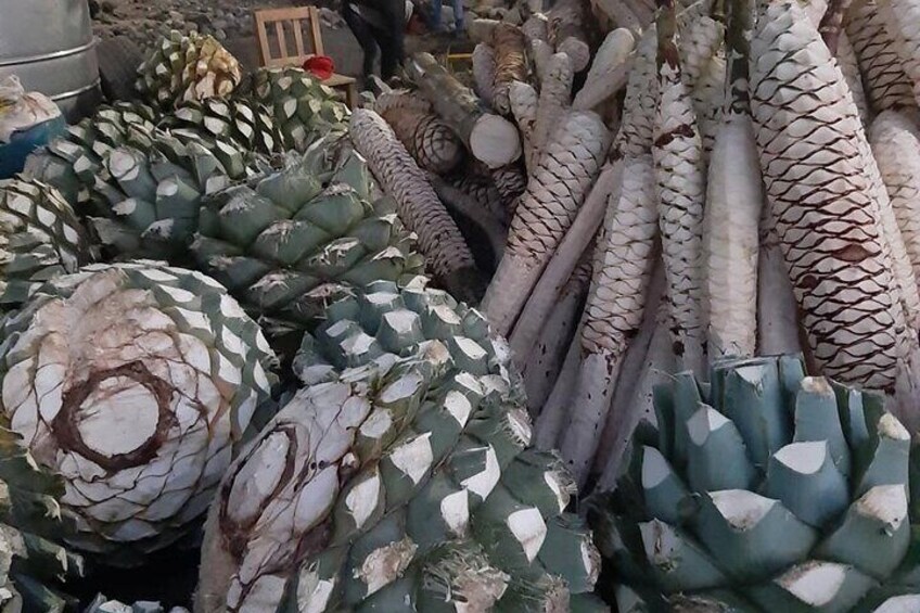 Maguey