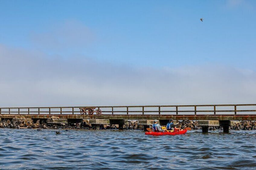 Mola Mola Kayaking Experience