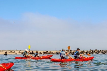 Mola Mola Kayaking Experience