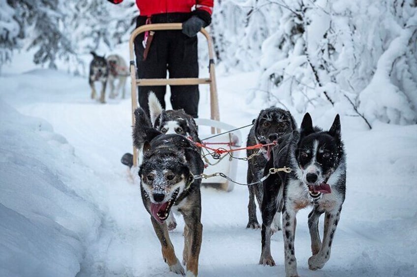 Power heroes. The Dog Sledders of Kiruna