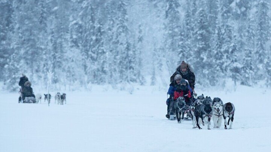 Arctic Afternoon Eco Experience