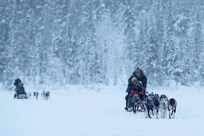 Arctic Afternoon Eco Experience (14:00-17:00- driving the sleigh)