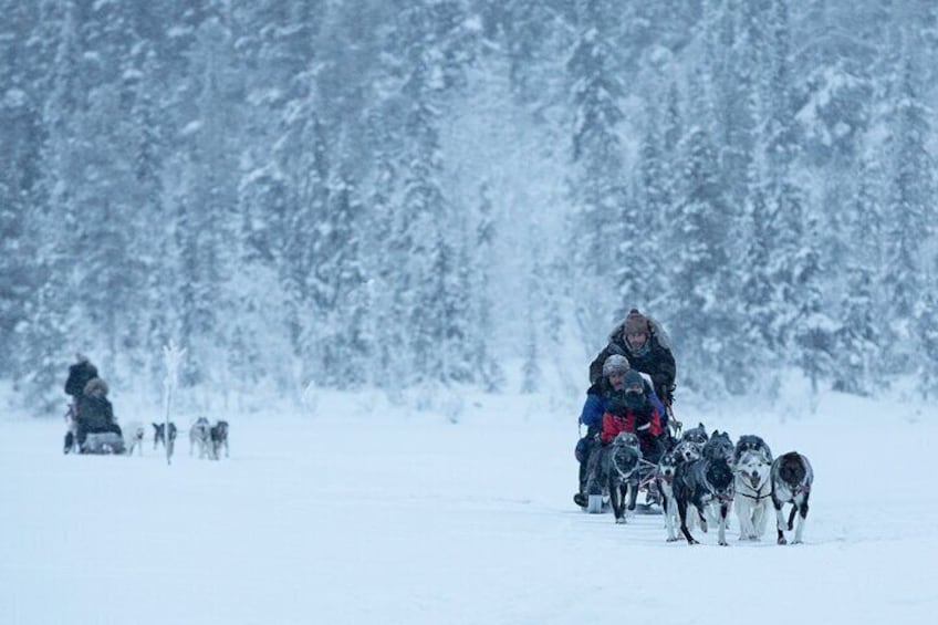  Wildlife and Dog Sledding Experience from Kiruna