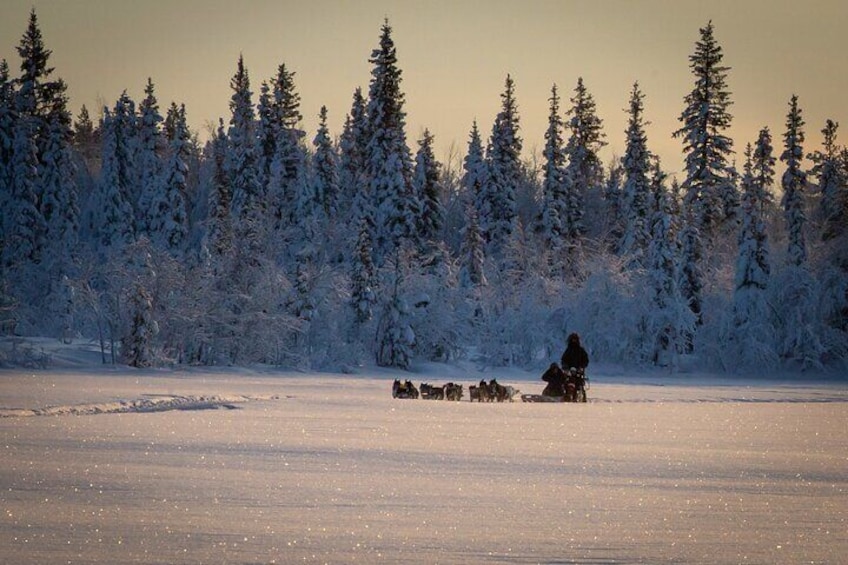  Wildlife and Dog Sledding Experience from Kiruna