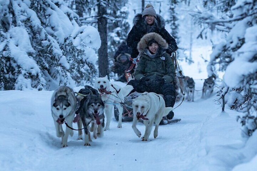 The nicest huskies in kiruna