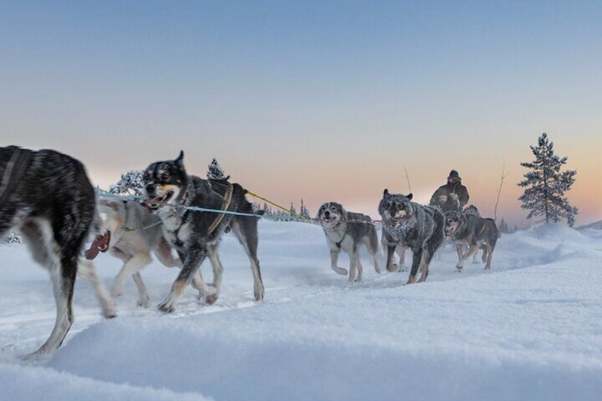  Wildlife and Dog Sledding Experience from Kiruna