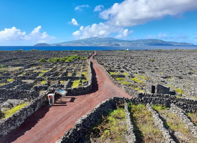 Picture 3 for Activity Wine Tour and Tasting with a local Winemaker at Pico Island