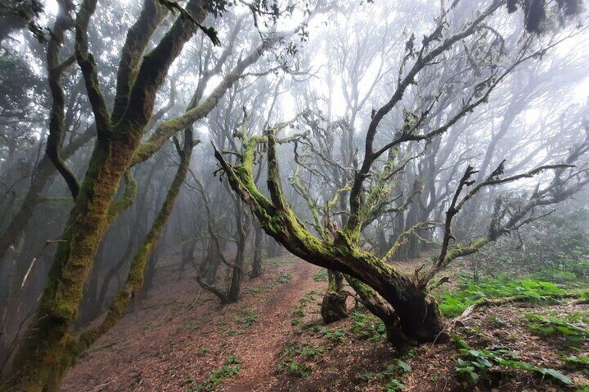 Primary forests of the Canary Islands