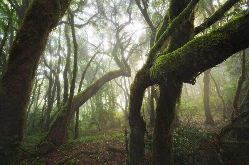 We also pass through subtropical rainforests 