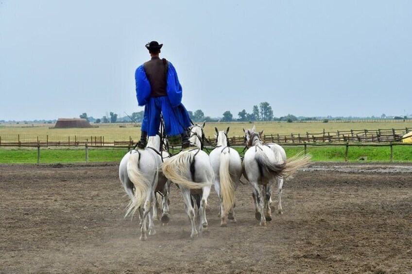 Sisi Palace Tour with Horse Show & Lunch