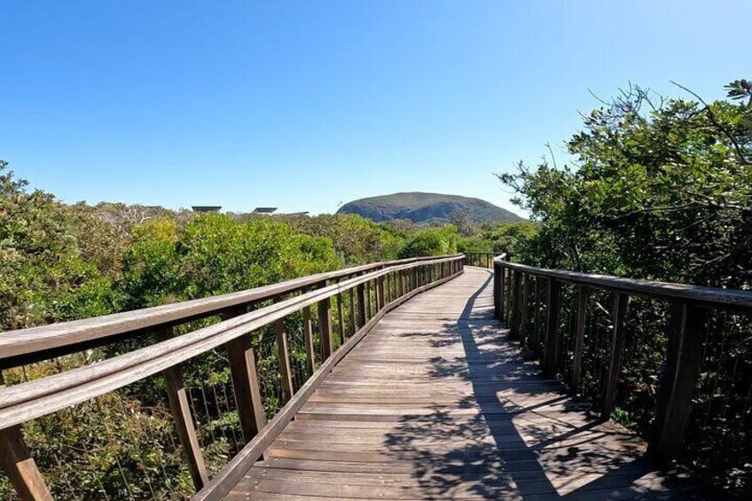 Iconic Views of Mt Coolum from the Boardwalk Lookout: Easy Peasy Novotel North e-Bike Tour Experience