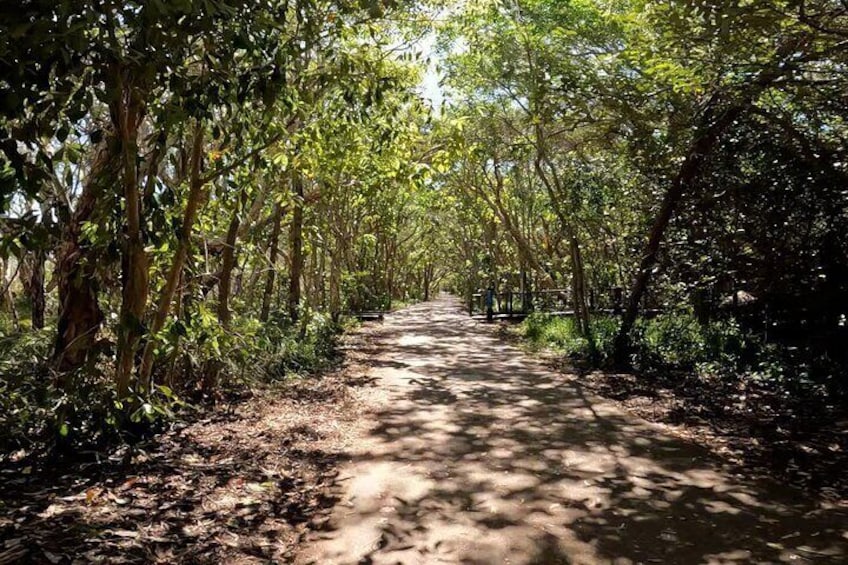 Entering the Enchanting Tree Tunnel: Easy Peasy Novotel North e-Bike Tour through Marcoola-Yaroomba Foreshore Reserve