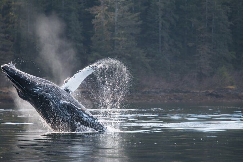 Humpback whale breach!