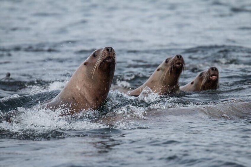 Family of stellar sea lions