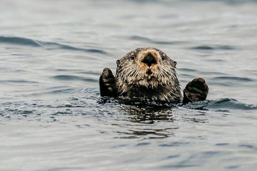 A sea otter waving hello