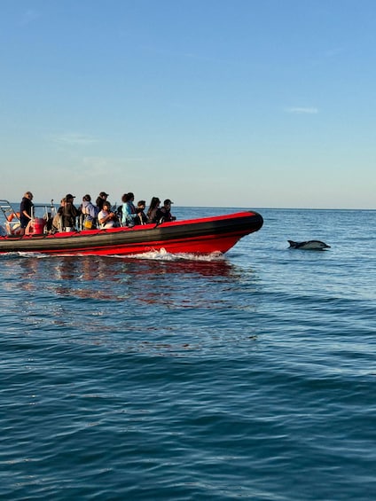 Picture 4 for Activity Torquay: 1-Hour Coastal Explorer Boat Trip