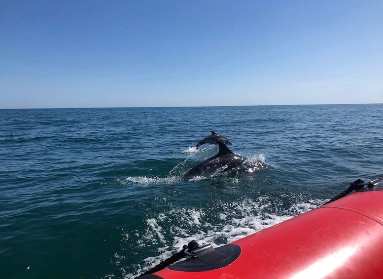 Picture 3 for Activity Torquay: 1-Hour Coastal Explorer Boat Trip