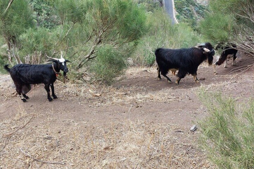 Goats grazing freely in the bush