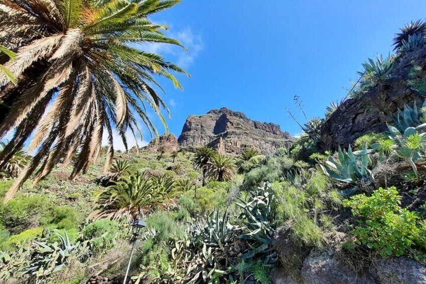 Palm trees and endemic flora