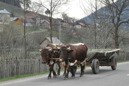 CJ04 -Maramureș Adventure:Tradition, Folk Art &Scenic Beauty