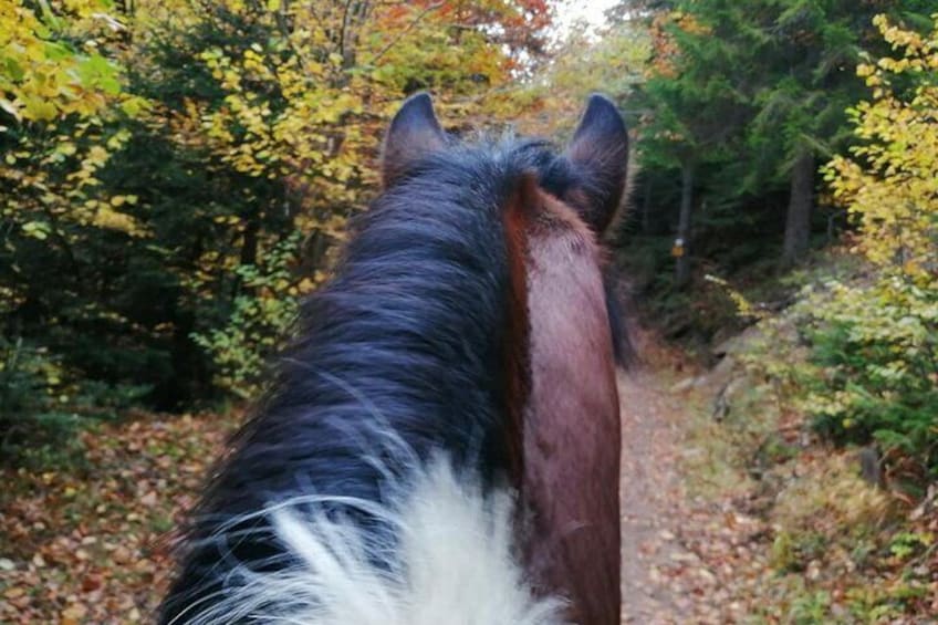 1 Hour Waterfalls Canyon Private Horse Riding in Smolyan 