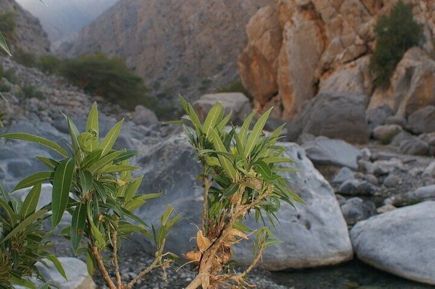 Private tour to Wadi Shab and Bimmah Sinkhole