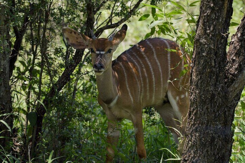 Budget Safari From Durban