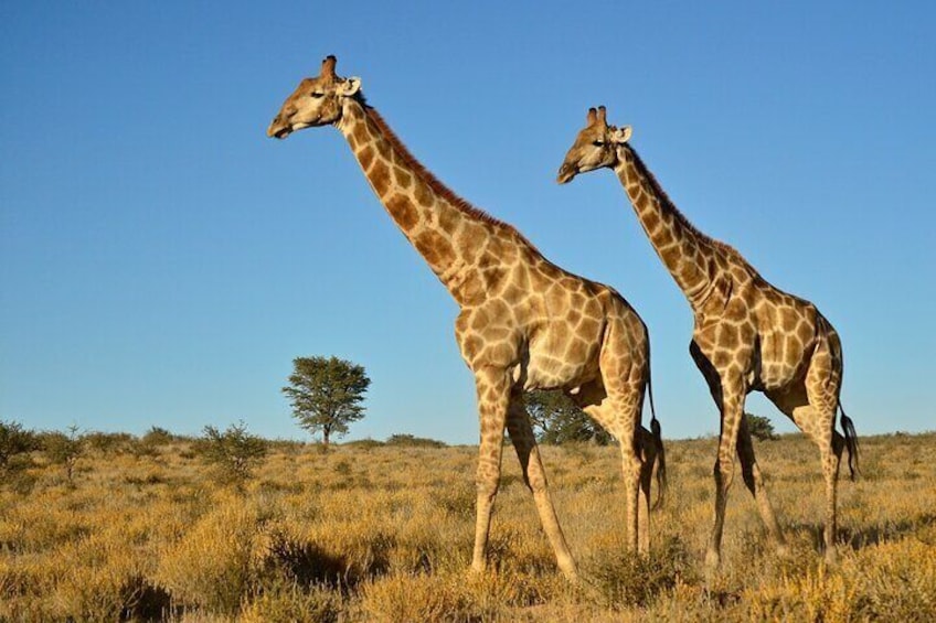 Budget Safari From Durban