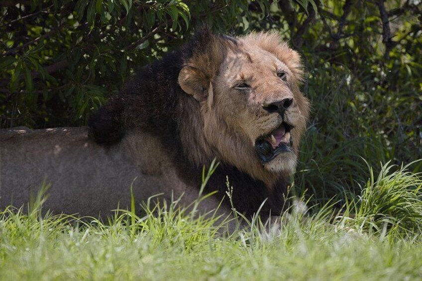 Budget Safari From Durban