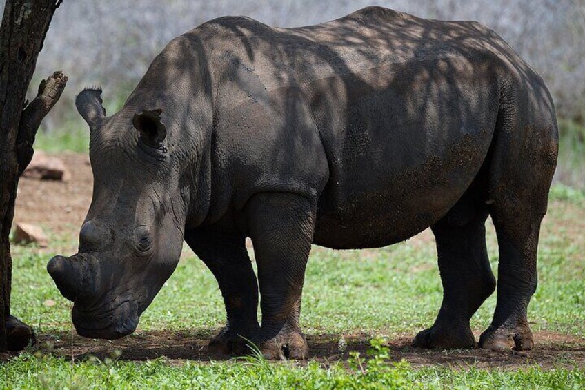 Budget Safari From Durban