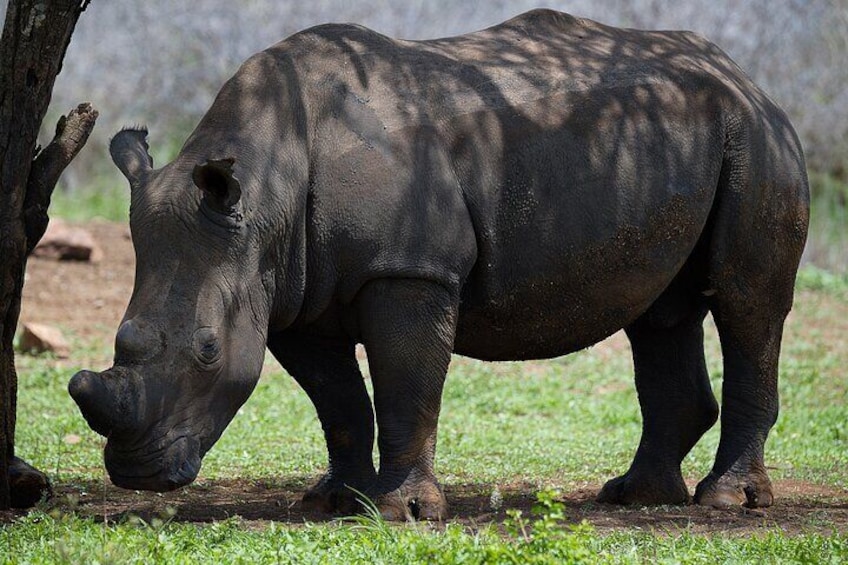 Budget Safari From Durban