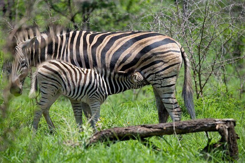 Budget Safari From Durban
