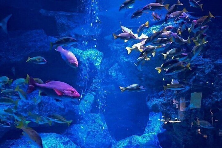 Sumida Aquarium Indoor experience
