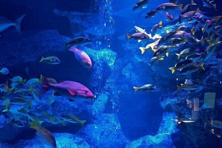 There's one of Japan's largest indoor pool-type tanks, where you can get close enough to different kind of sea animals, penguins and fur seals to feel them breathe.