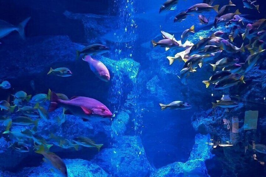 There's one of Japan's largest indoor pool-type tanks, where you can get close enough to different kind of sea animals, penguins and fur seals to feel them breathe.