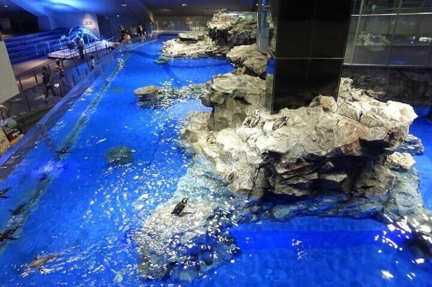 The centerpiece of the aquarium is its 350 thousand liter tank, the largest open indoor tank in Japan,