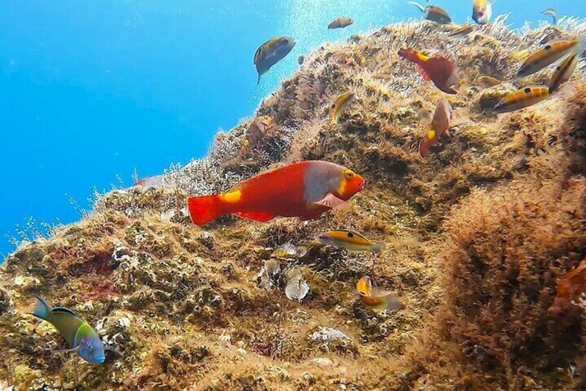 Madeira Reef Fish Species Watching and Snorkeling Tour