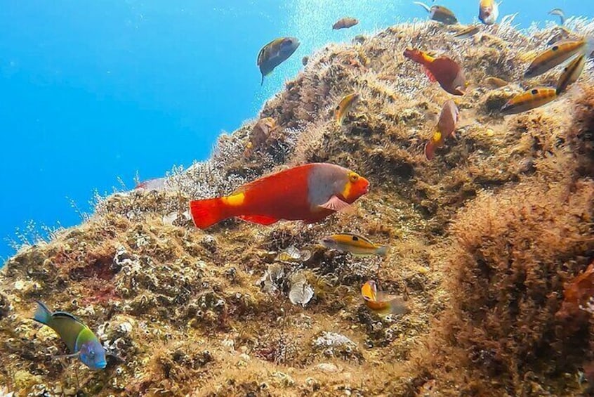 Madeira Reef Fish Species Watching and Snorkeling Tour