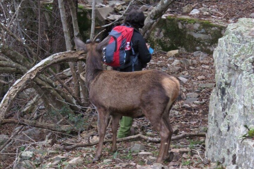 Castiadas Trekking in the S'Acqua Callenti Forest